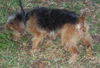 Blarney the Yorkie