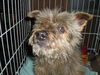 Blarney the Yorkie