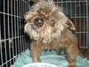 Blarney the Yorkie
