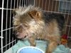 Blarney the Yorkie