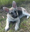 Bernard