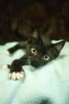Lila