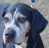 Naples the Bunny-Loving Coonhound