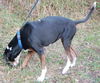 Naples the Bunny-Loving Coonhound