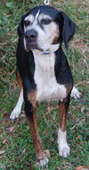 Naples the Bunny-Loving Coonhound