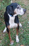 Naples the Bunny-Loving Coonhound