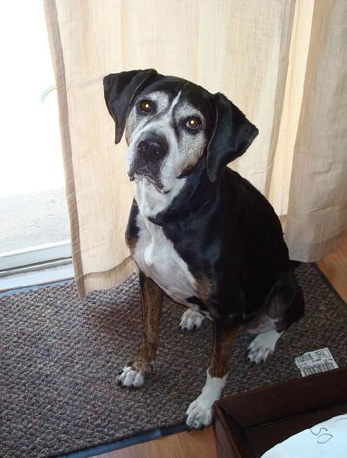 Naples the Bunny-Loving Coonhound