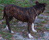 Lolaby the Terrier