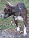 Lolaby the Terrier