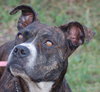 Lolaby the Terrier