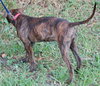 Libro the Boxer/Lab Puppy