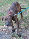 Libro the Boxer/Lab Puppy