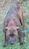Libro the Boxer/Lab Puppy