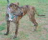 Libro the Boxer/Lab Puppy