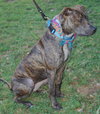 Libro the Boxer/Lab Puppy