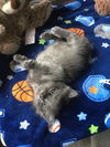 Leo *bonded with Alfie*