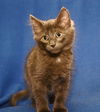 Leo *bonded with Alfie*