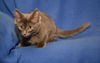 Leo *bonded with Alfie*