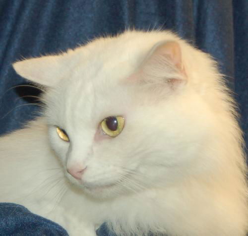 Zena the Long Haired Senior ~ Declawed