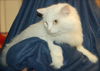 Zena the Long Haired Senior ~ Declawed