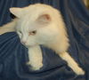 Zena the Long Haired Senior ~ Declawed