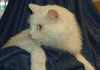Zena the Long Haired Senior ~ Declawed