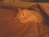 Zena the Long Haired Senior ~ Declawed