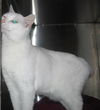 Nefertitti the Senior Queen ~ Declawed