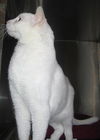 Nefertitti the Senior Queen ~ Declawed