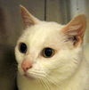 Nefertitti the Senior Queen ~ Declawed