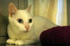 Nefertitti the Senior Queen ~ Declawed
