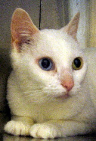 Nefertitti the Senior Queen ~ Declawed