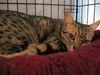 Primau Donna the Egyptian Mau