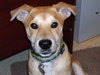 Mason the Puppy
