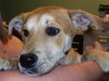 Mason the Puppy