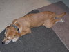 Mason the Puppy