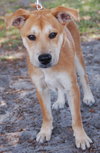 Mason the Puppy