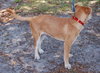 Mason the Puppy