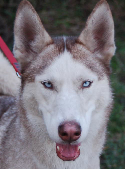 Diamond Back the Husky