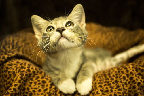 Penelope