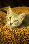 Penelope