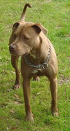 Roxygirl the Sweet Terrier