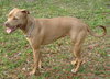 Roxygirl the Sweet Terrier