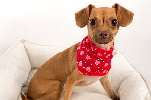 Lily *bonded with Chiquito*