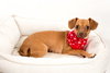 Lily *bonded with Chiquito*