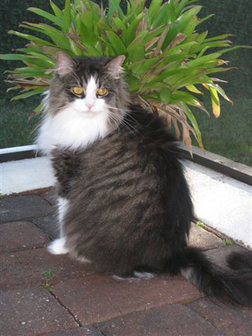 Sassy the Gorgeous Maine Coon ~ Declawed