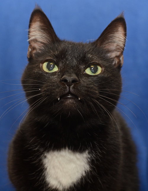 Tux