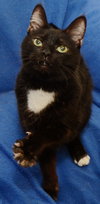Tux