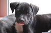 Storm the Lonely Lab Puppy