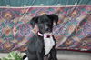 Storm the Lonely Lab Puppy